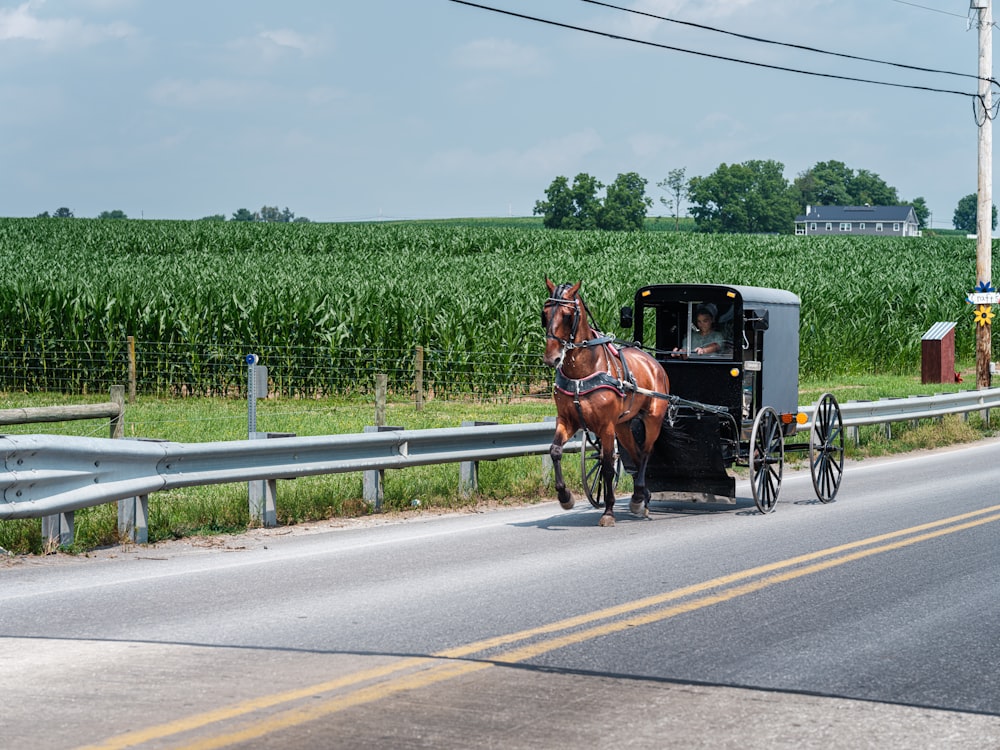 a horse drawn carriage on the side of the road