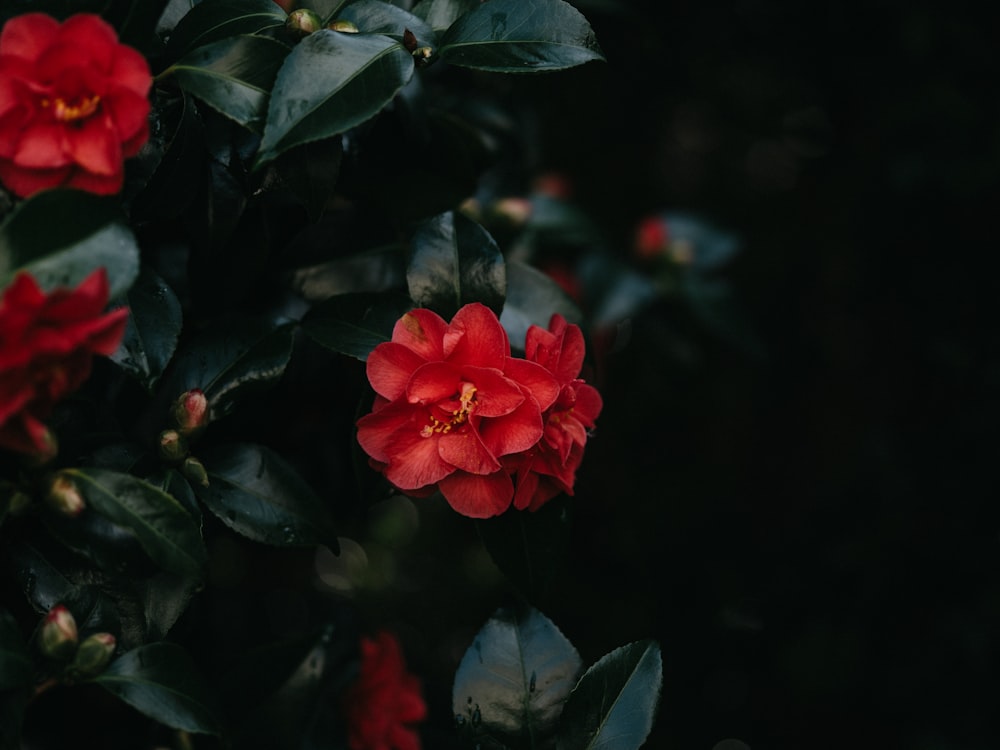 un primer plano de una flor roja en un arbusto