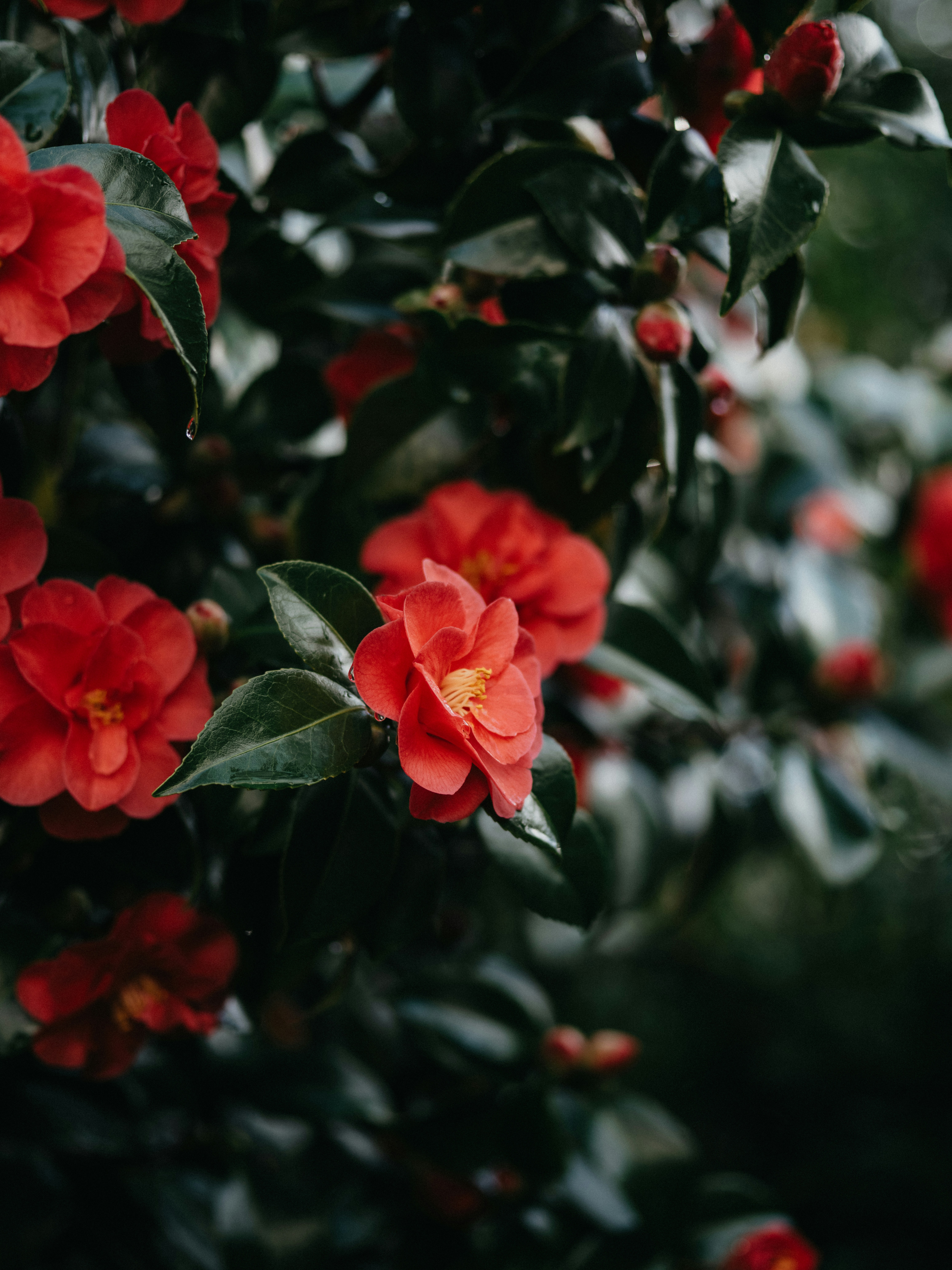 Photo by anniespratt