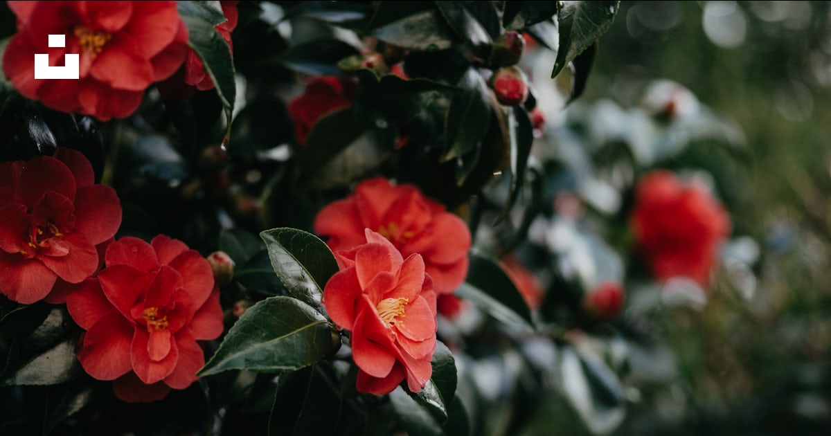 Un buisson de fleurs rouges avec des feuilles vertes photo – Image ...