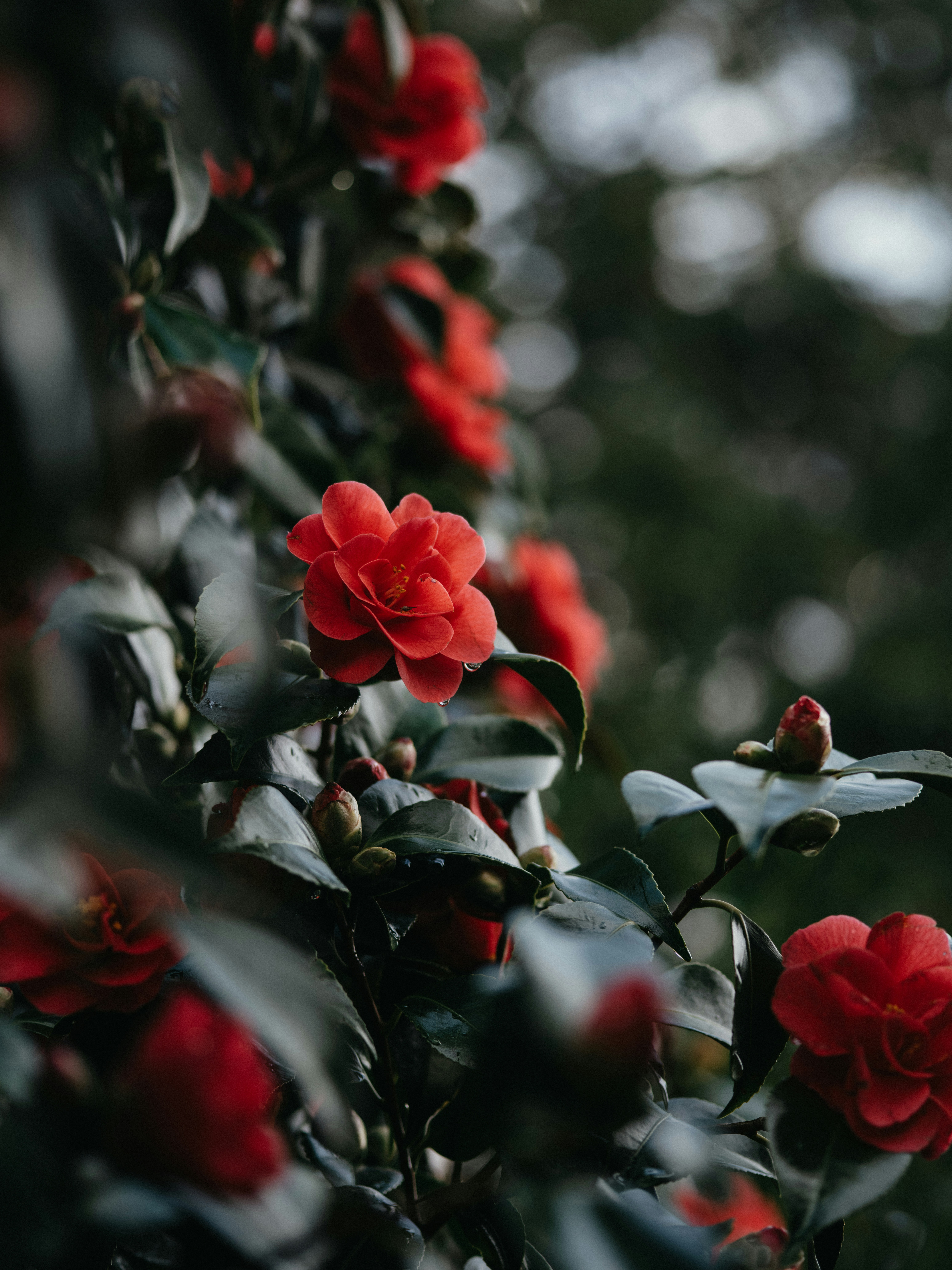 Photo by anniespratt