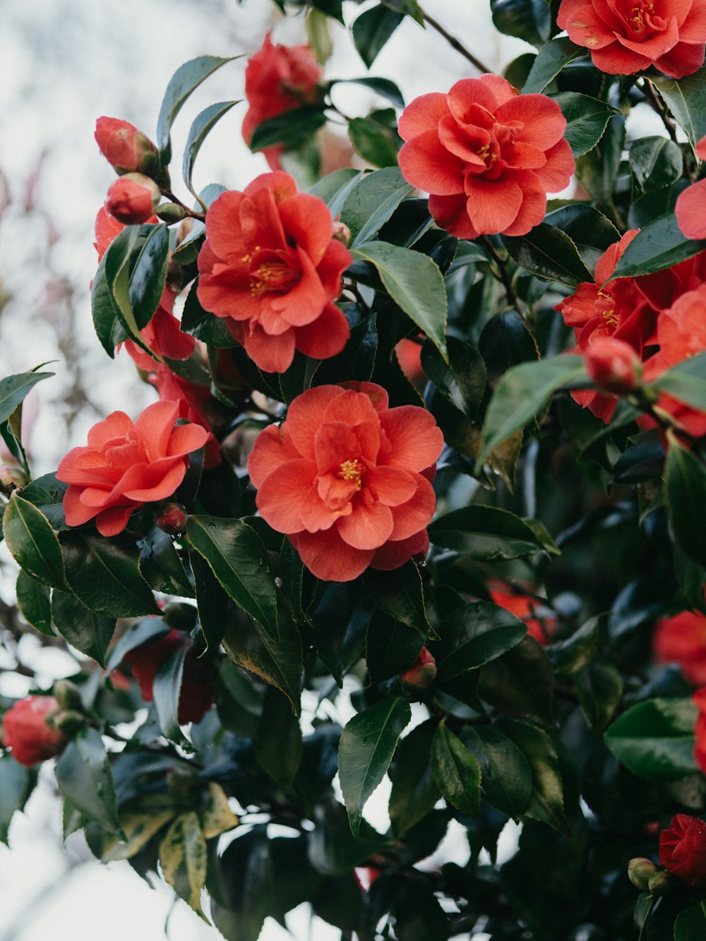 a bush of red flowers with green leaves