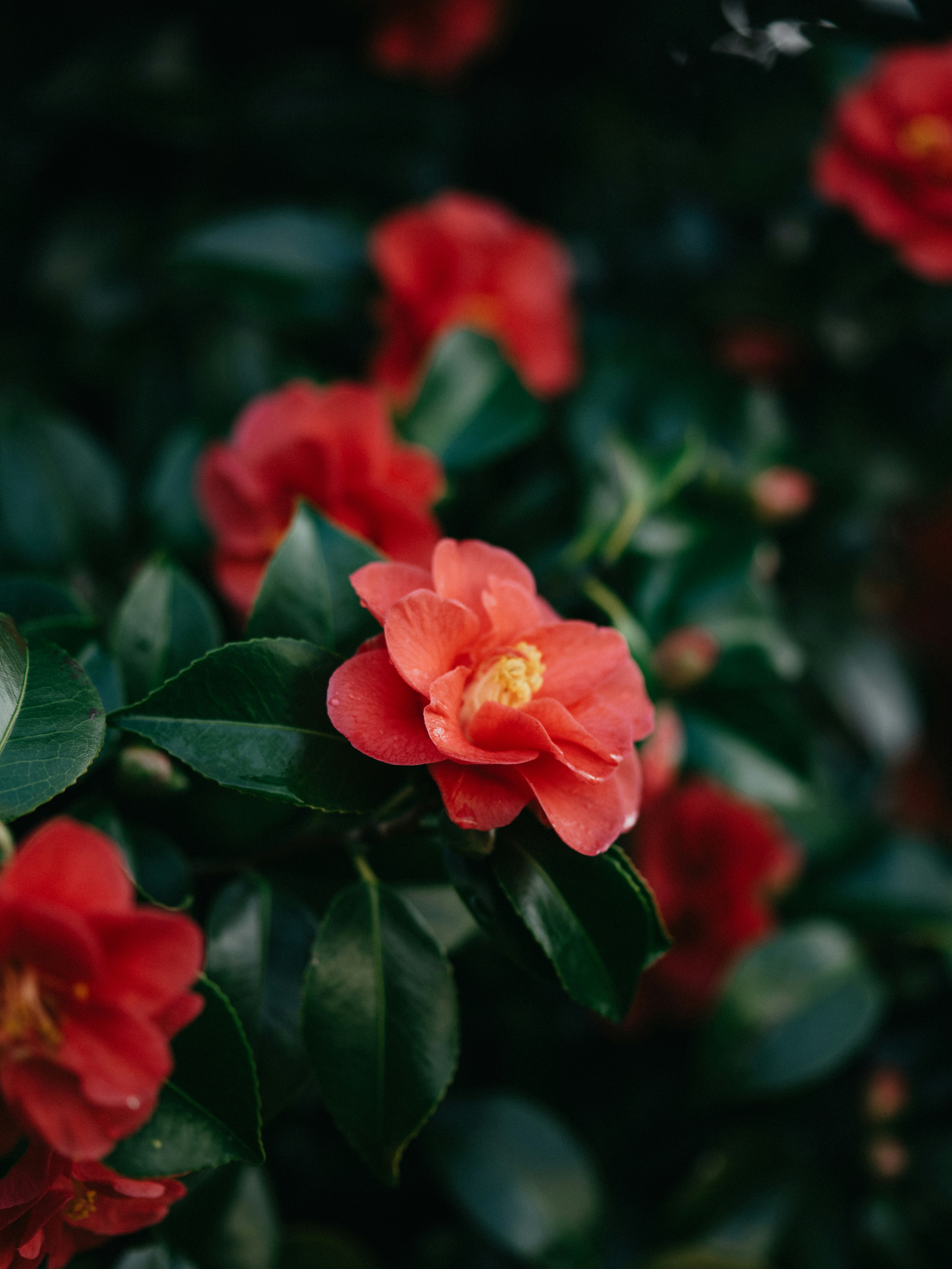 Photo by anniespratt