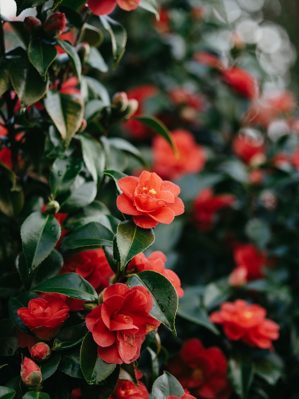 a bush of red flowers with green leaves