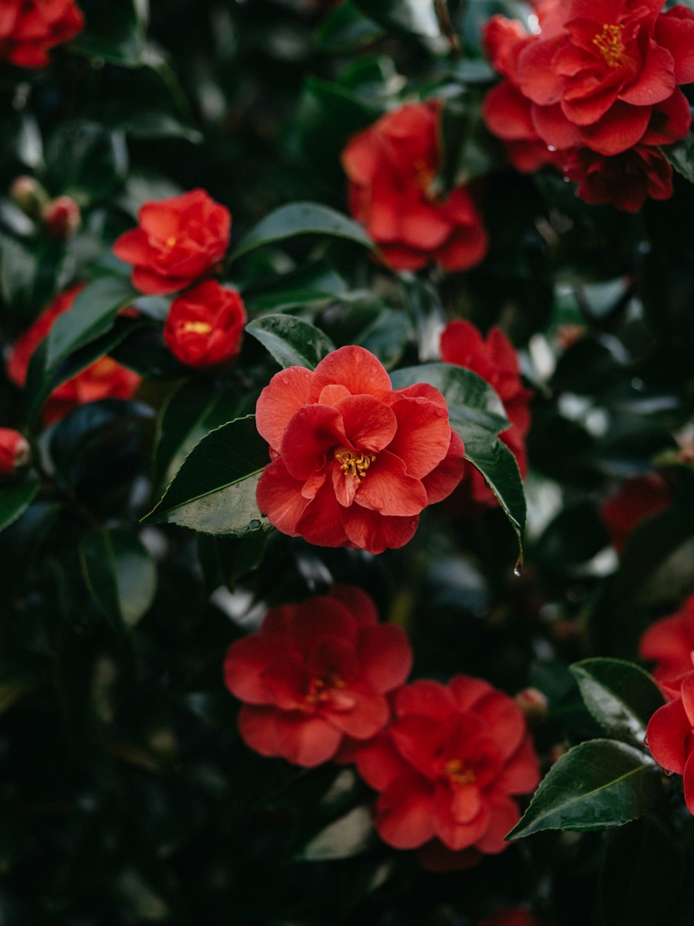 a bush of red flowers with green leaves