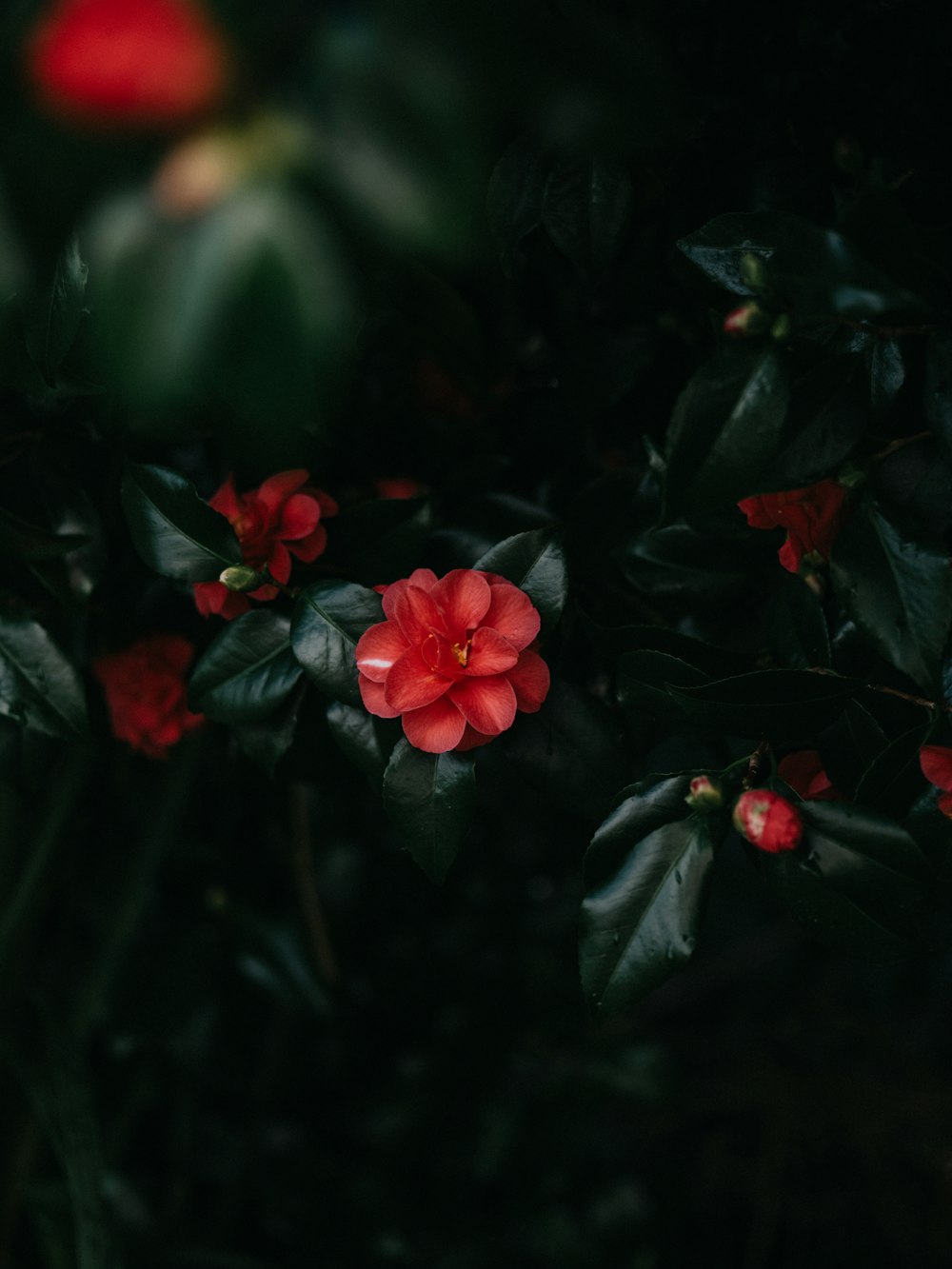 a red flower with green leaves on a dark background