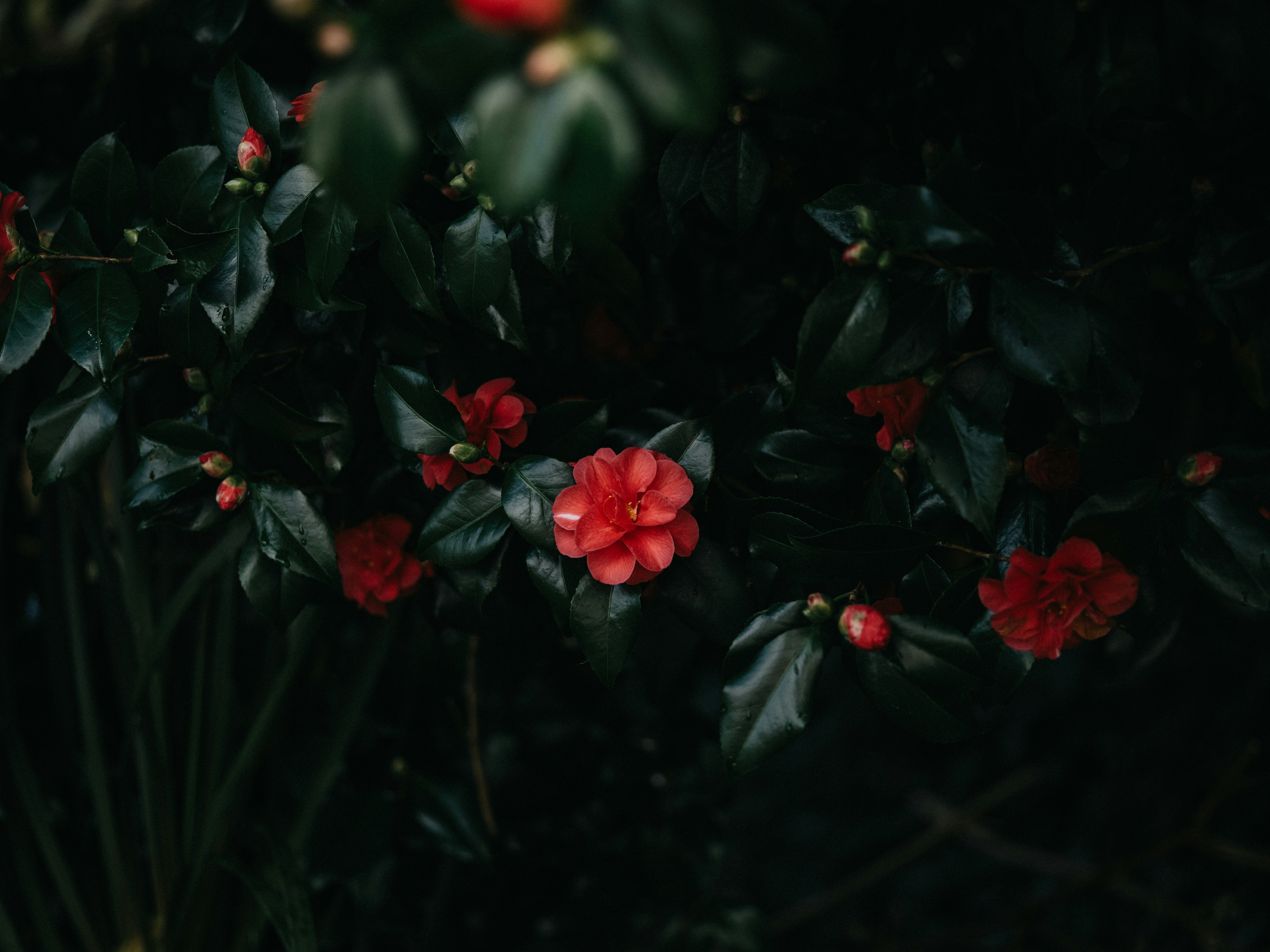 Photo by anniespratt