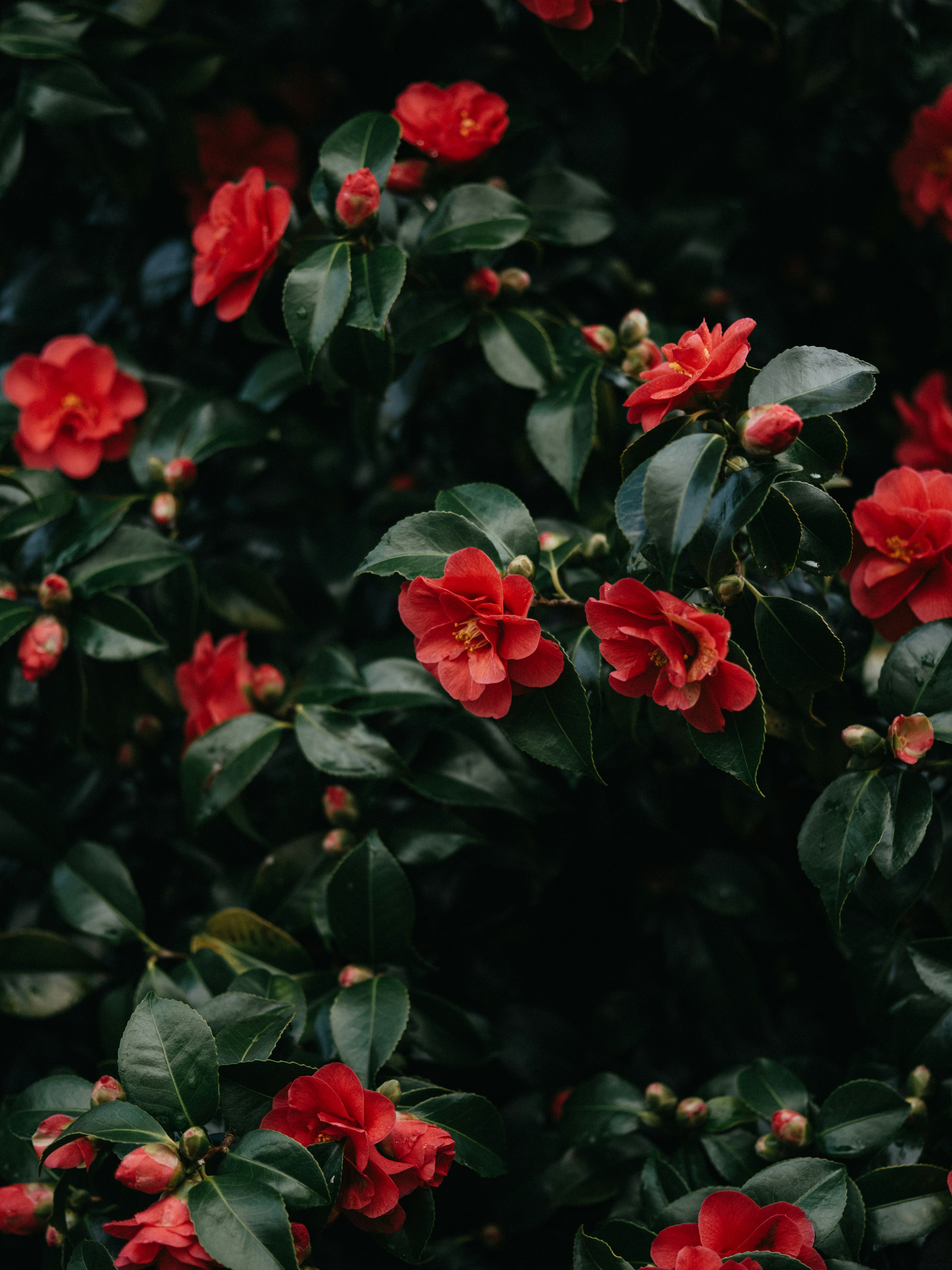 Photo by anniespratt