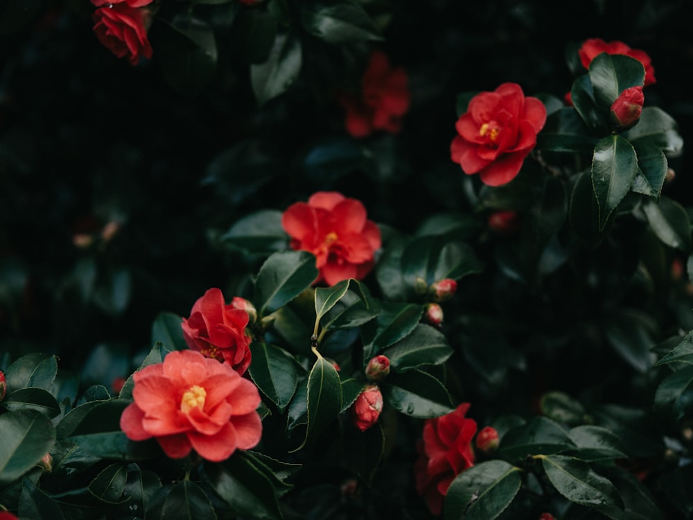 a bunch of red flowers with green leaves