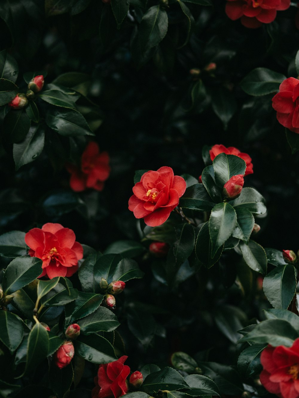 a bunch of red flowers that are on a bush