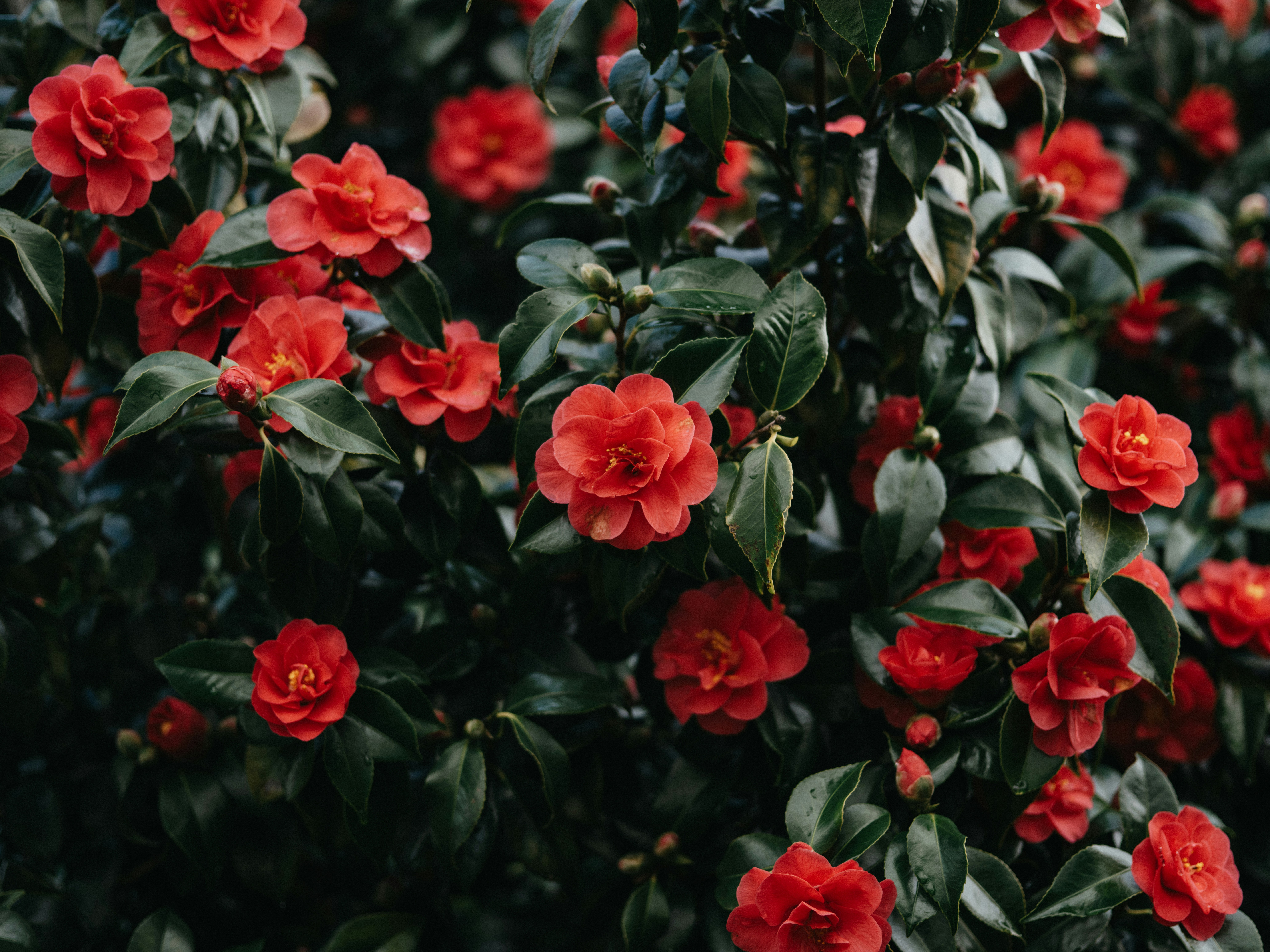 Photo by anniespratt