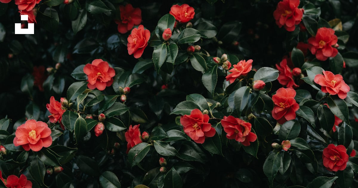 Un buisson de fleurs rouges avec des feuilles vertes photo – Photo La ...
