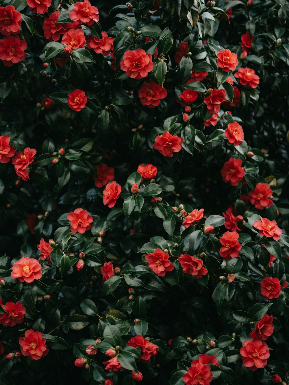 a bush of red flowers with green leaves