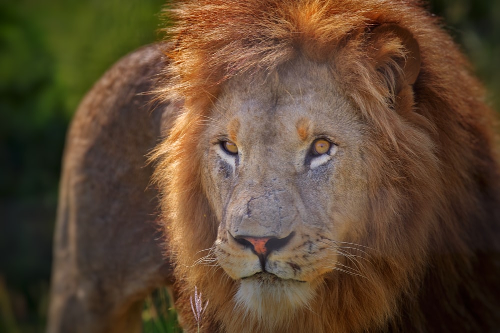 a close up of a lion with a blurry background