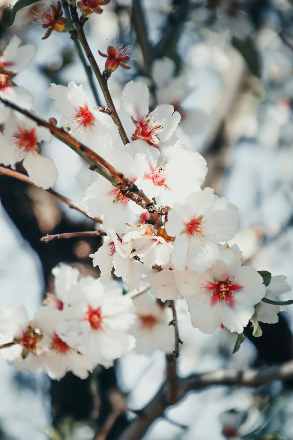 a close up of a tree with white flowers