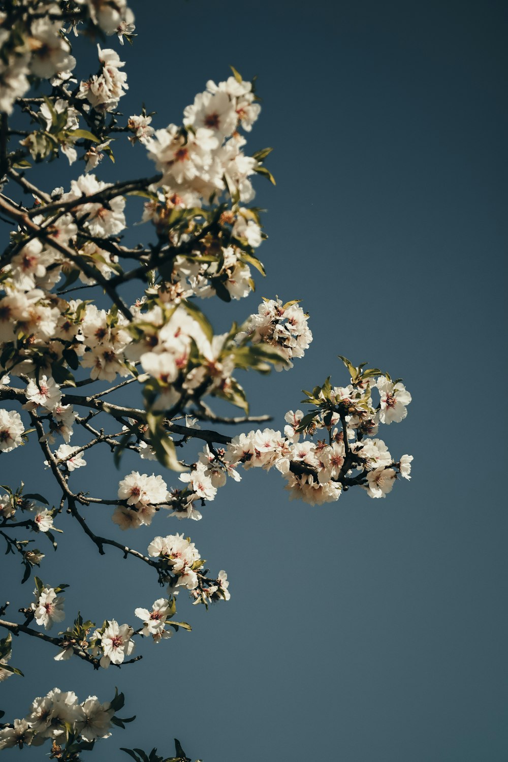 a tree branch with white flowers against a blue sky