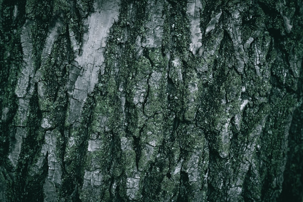 a close up of the bark of a tree