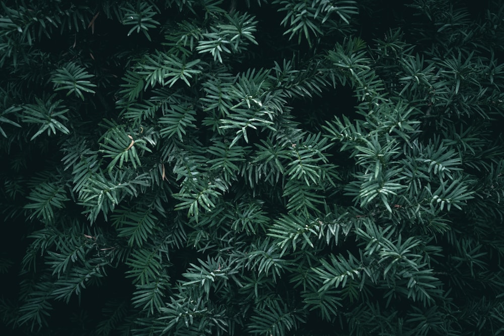 the top of a pine tree with green leaves