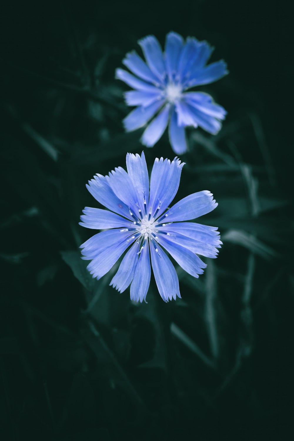 a close up of two blue flowers on a black background