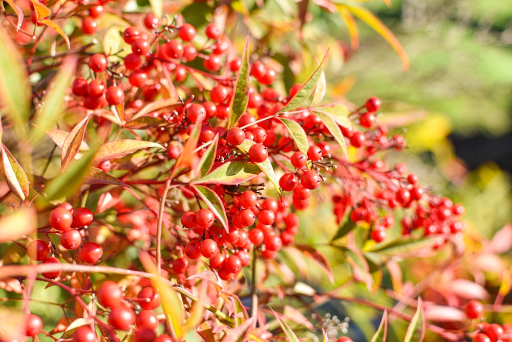 a bush with red berries growing on it