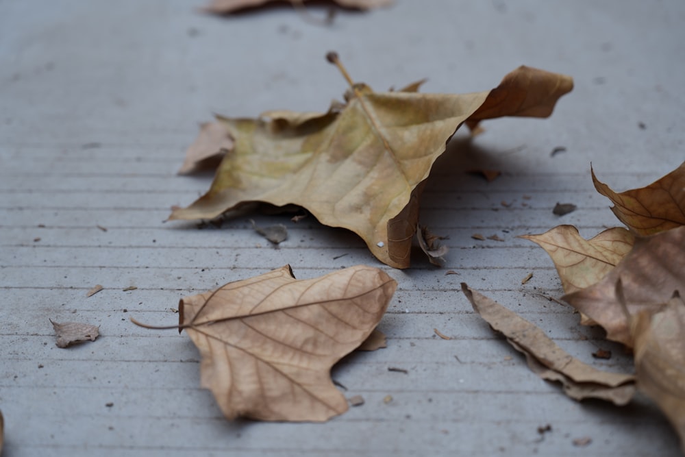 a bunch of leaves that are laying on the ground