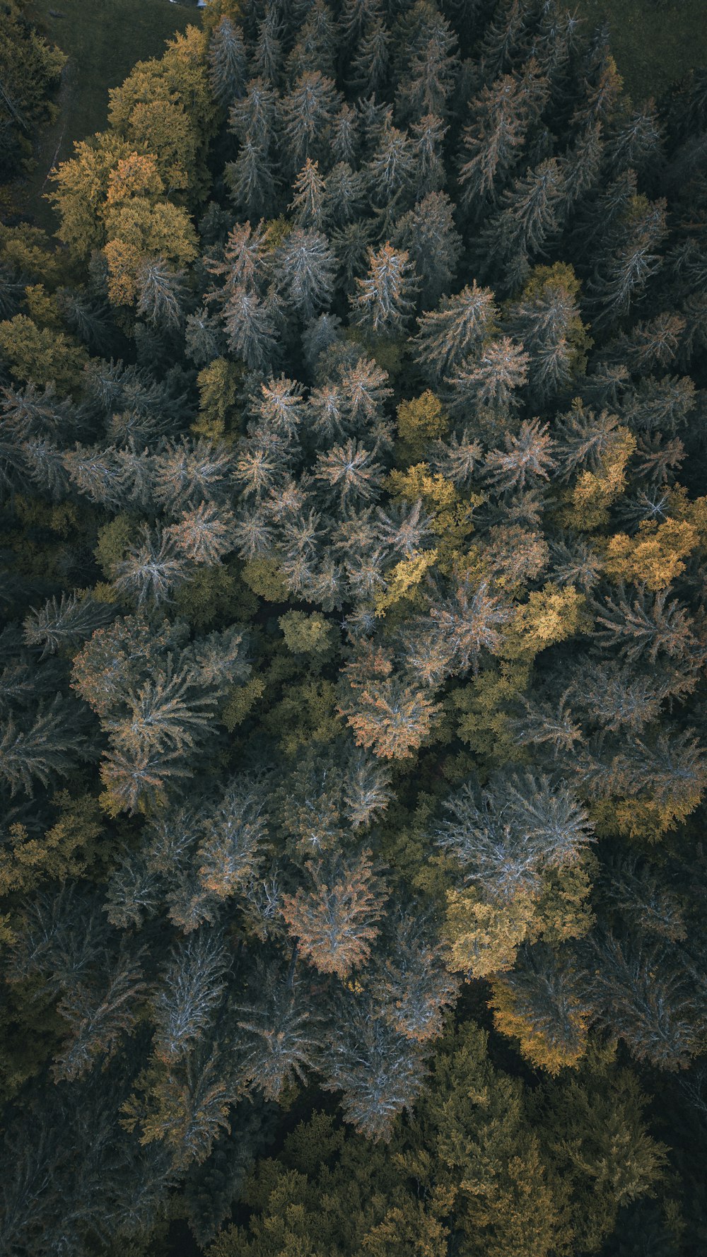 an aerial view of a group of trees