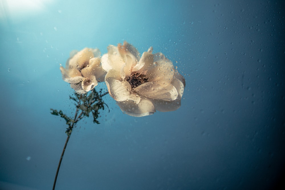 a close up of a flower on a blue background