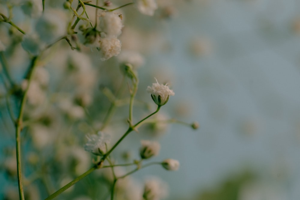 a close up of a bunch of white flowers