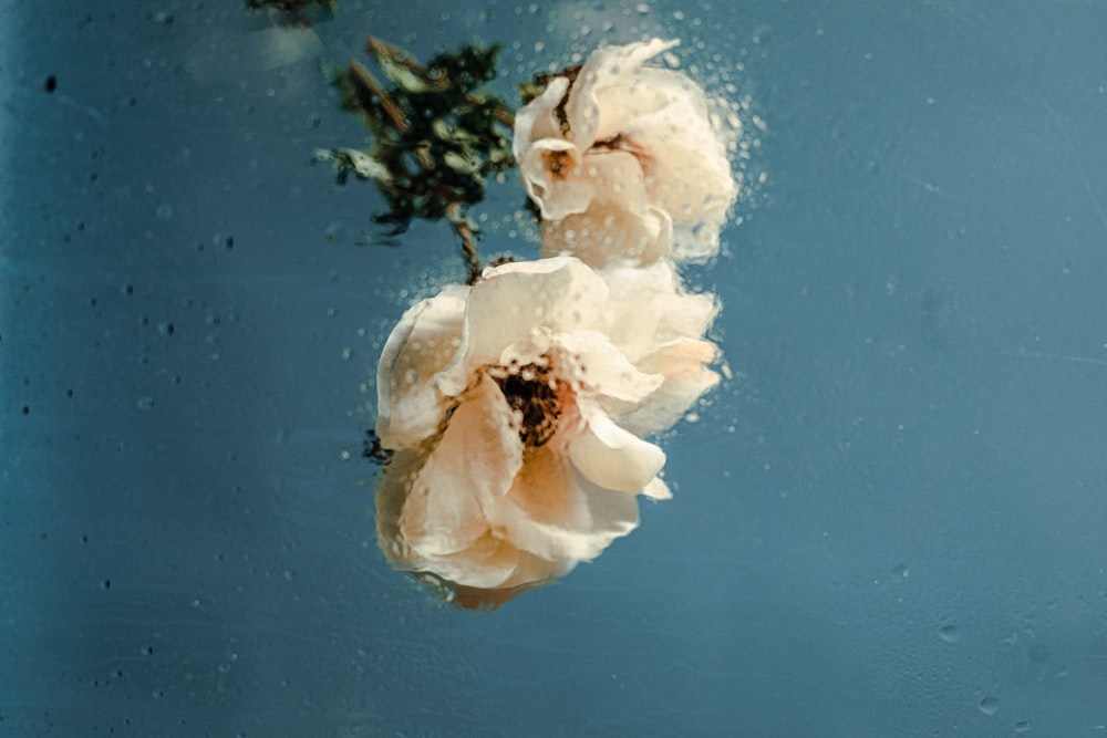 a couple of white flowers floating on top of a blue surface