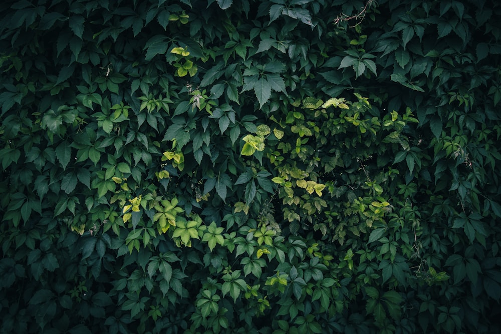 una pared cubierta de muchas hojas verdes