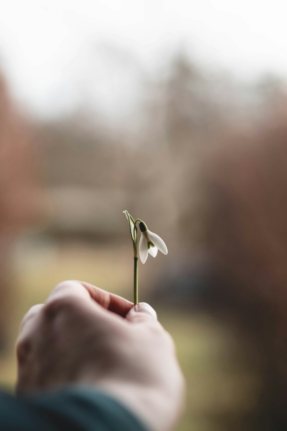 a person holding a flower in their hand