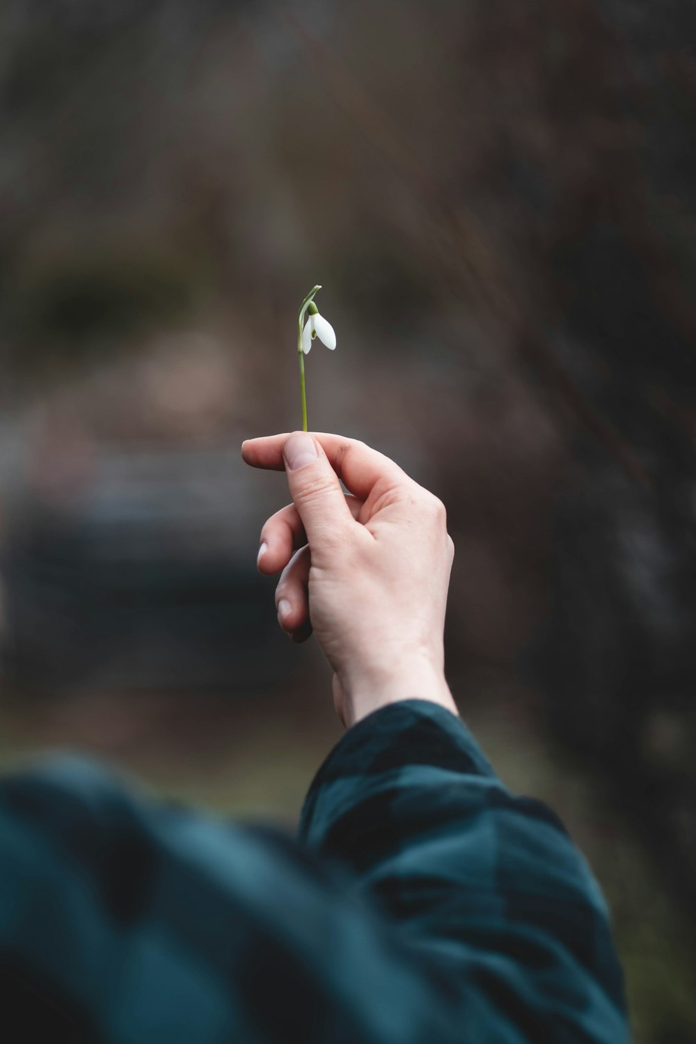 a person holding a small white flower in their hand