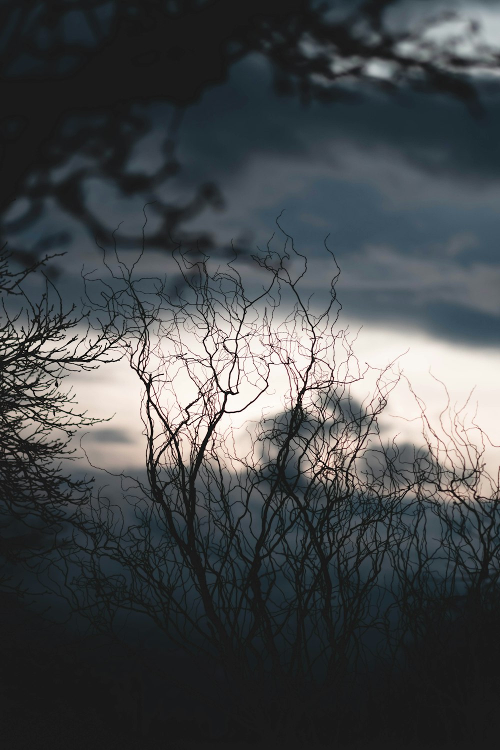 a bird sitting on top of a tree next to a cloudy sky