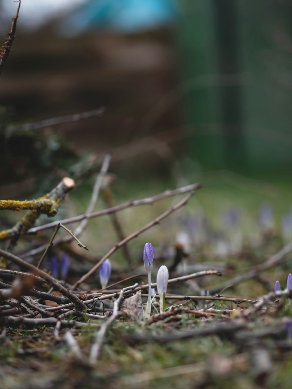 un gruppo di piccoli fiori viola che crescono dal terreno
