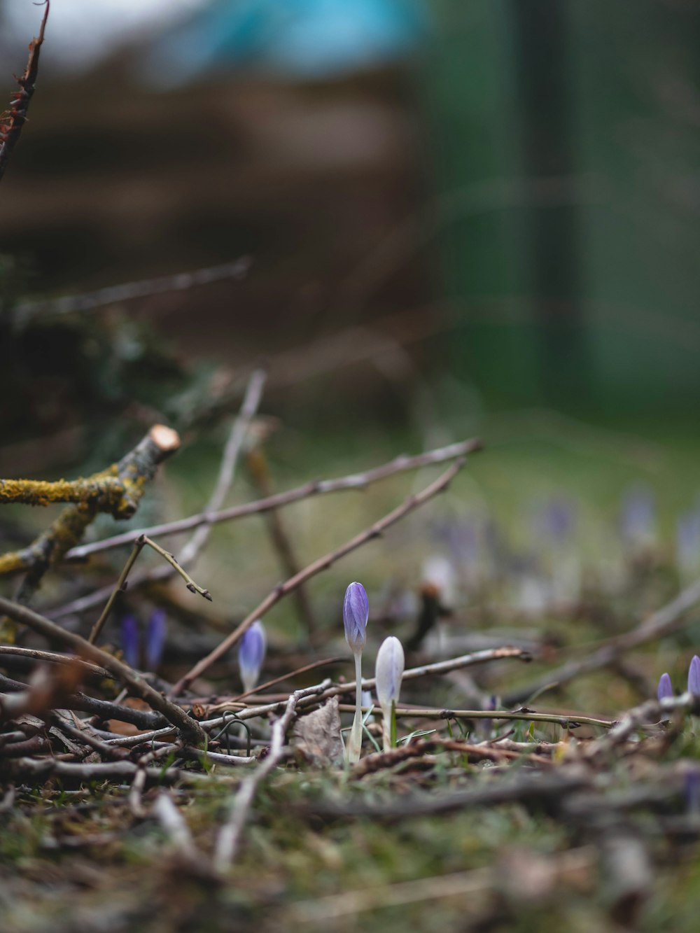 a group of small purple flowers growing out of the ground