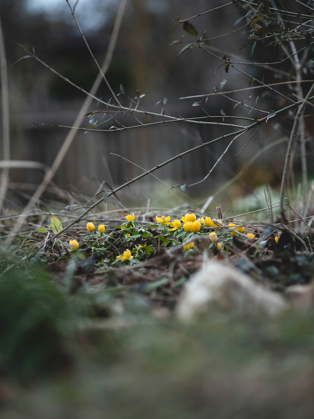 a bunch of yellow flowers that are in the grass