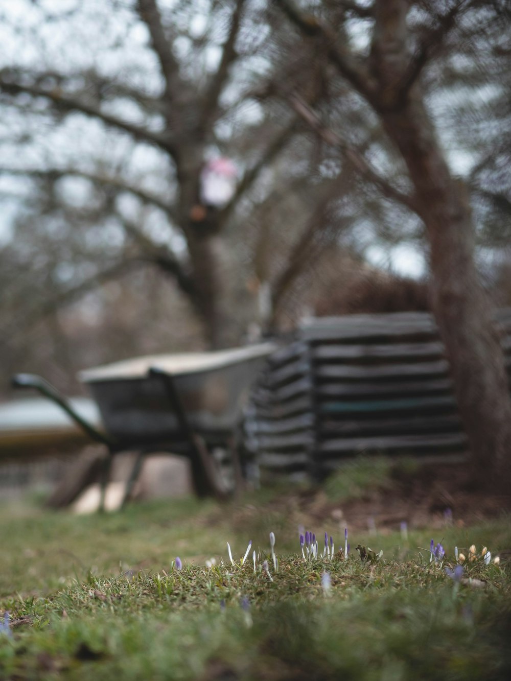 a dog is standing in the grass near a wheelbarrow