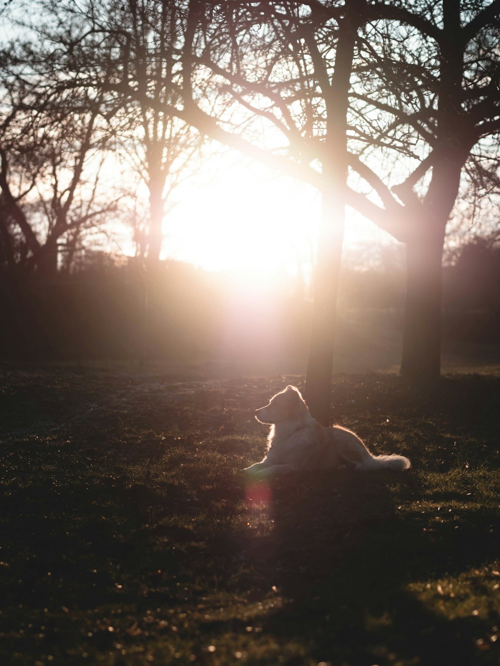 a dog is sitting in the grass in the sun