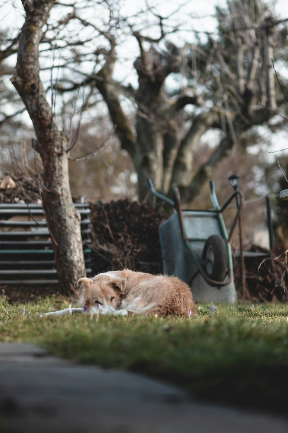 a dog laying in the grass next to a tree