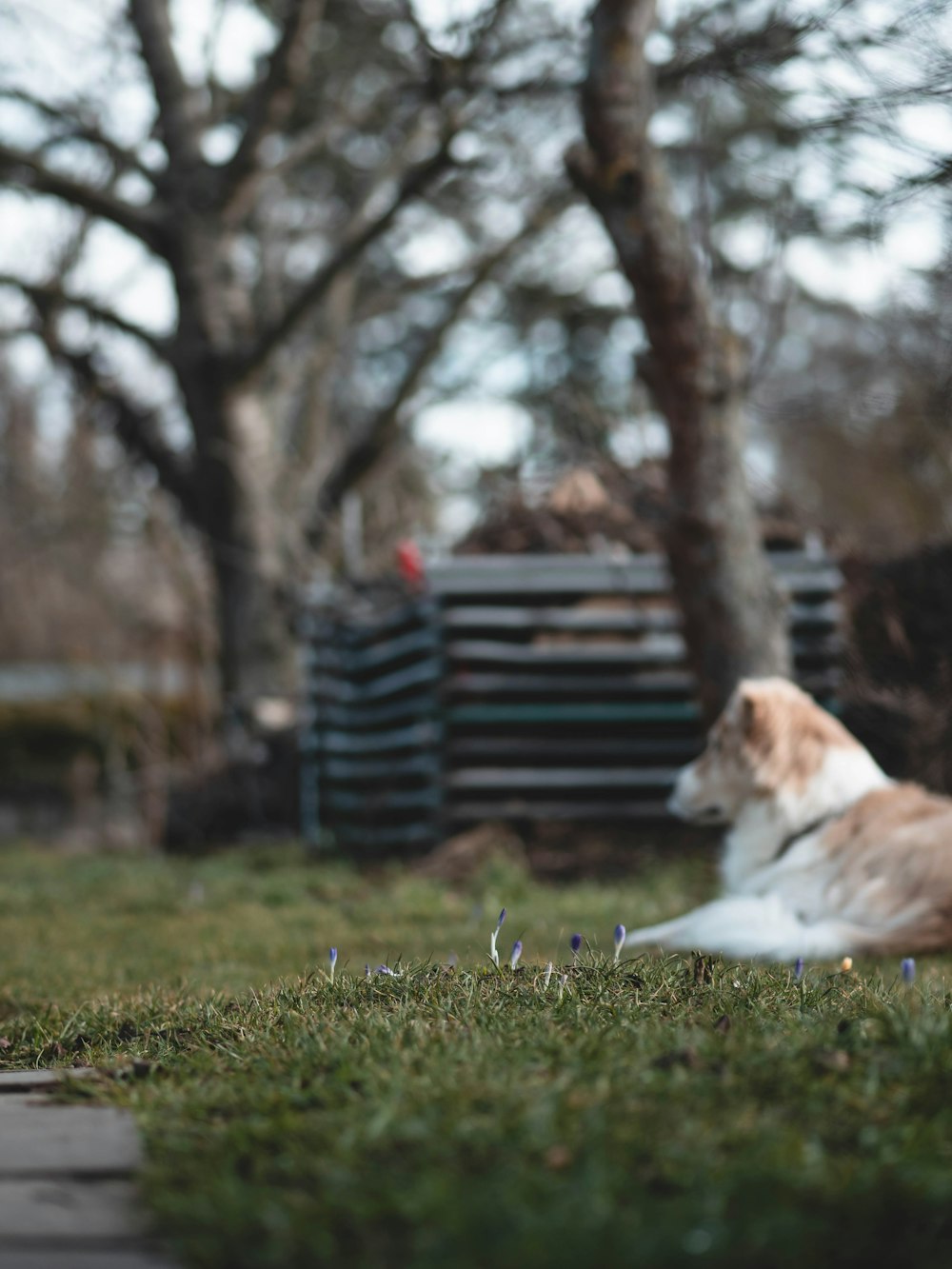 a brown and white dog laying on top of a lush green field