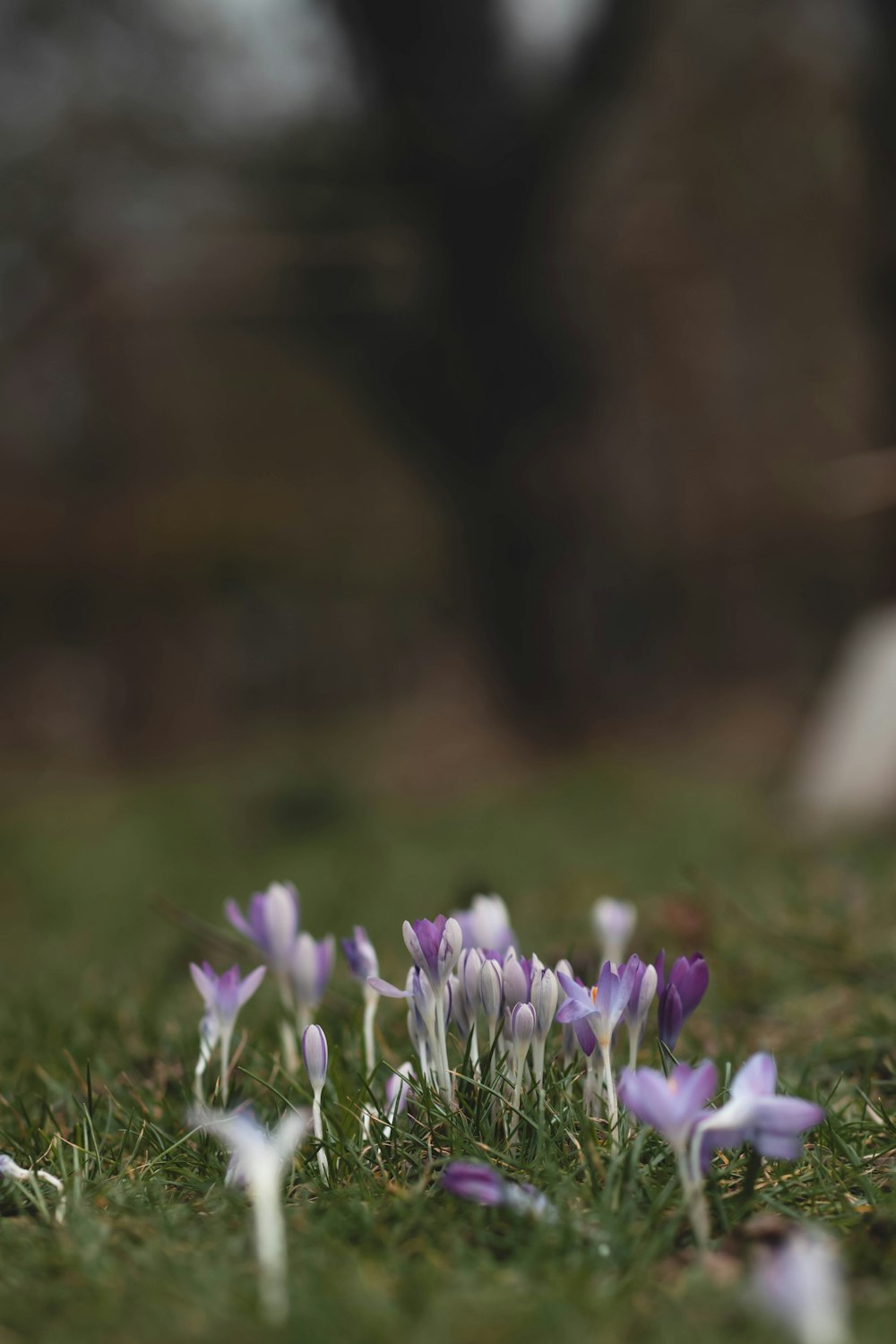 a group of small purple flowers in the grass