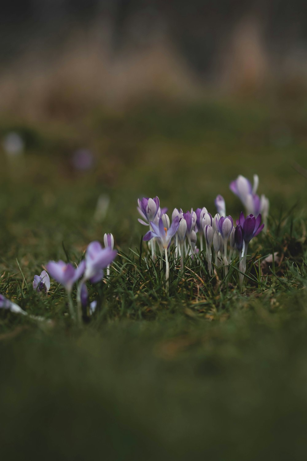 a group of small purple flowers sitting on top of a lush green field