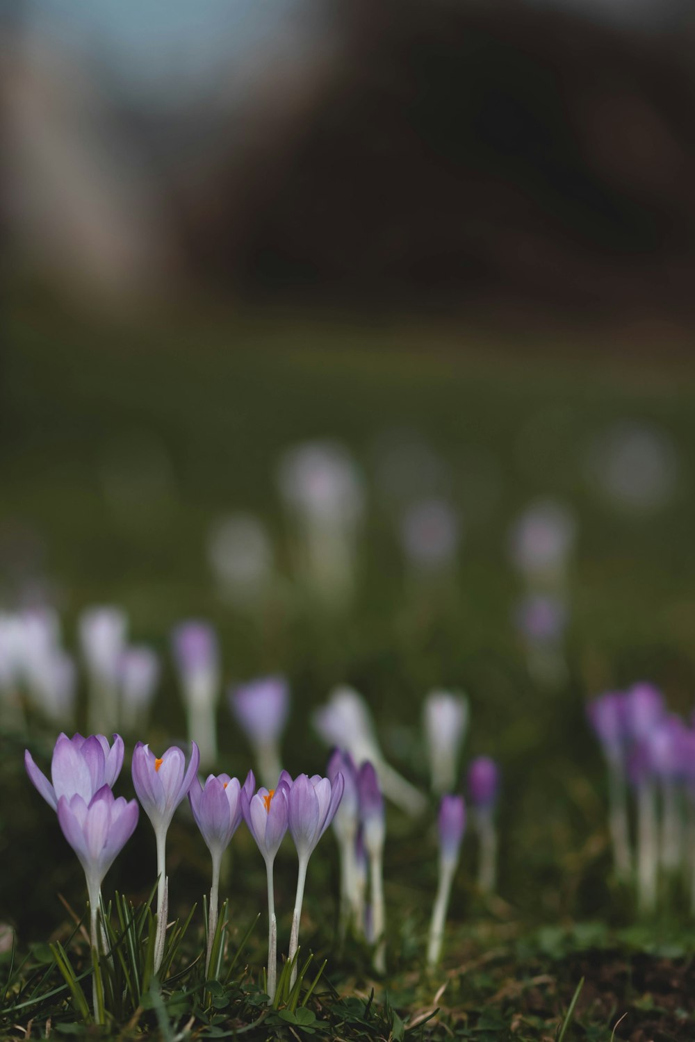 un groupe de petites fleurs violettes assis au sommet d’un champ verdoyant