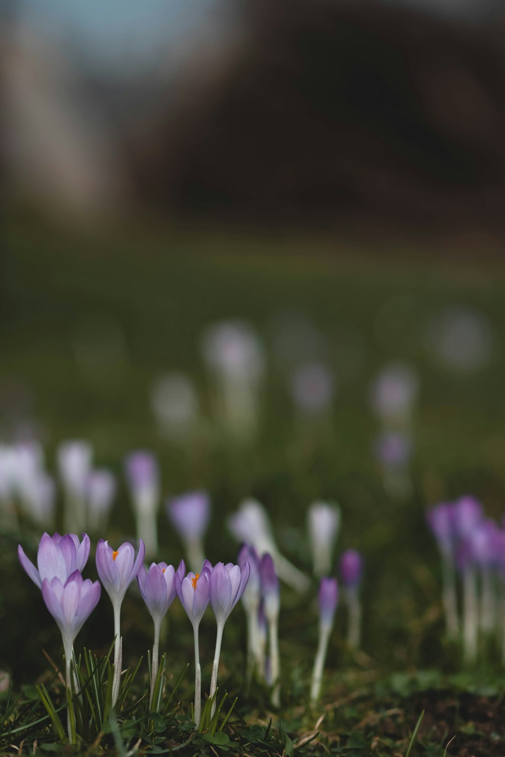 青々とした緑の野原の上に小さな紫色の花の群れが座っている