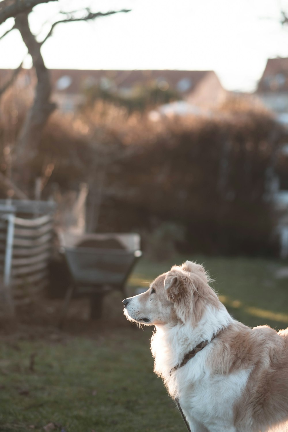 a brown and white dog standing on top of a lush green field