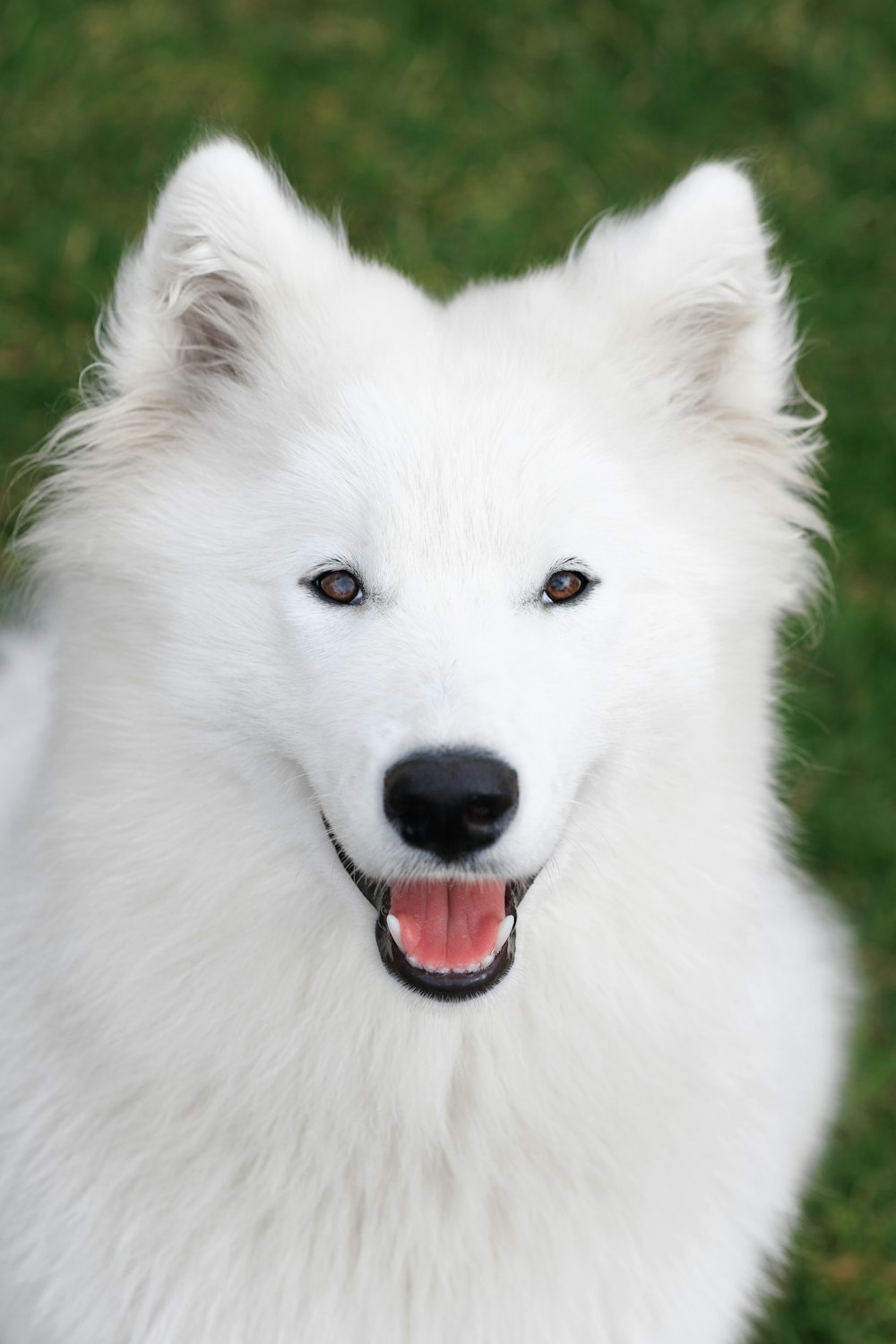 a close up of a white dog with blue eyes