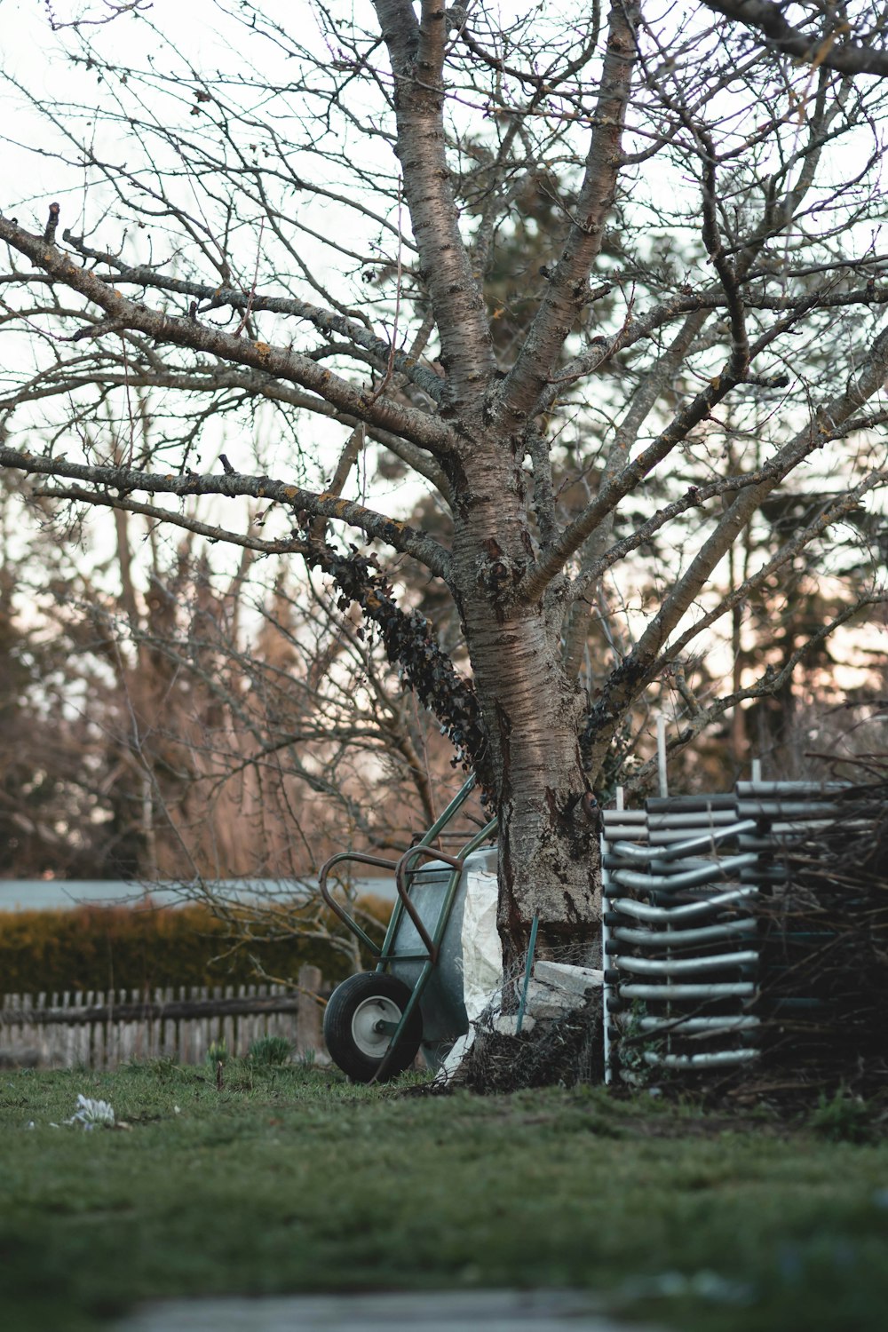 마당의 나무 옆에 앉아 있는 잔디 깎는 기계