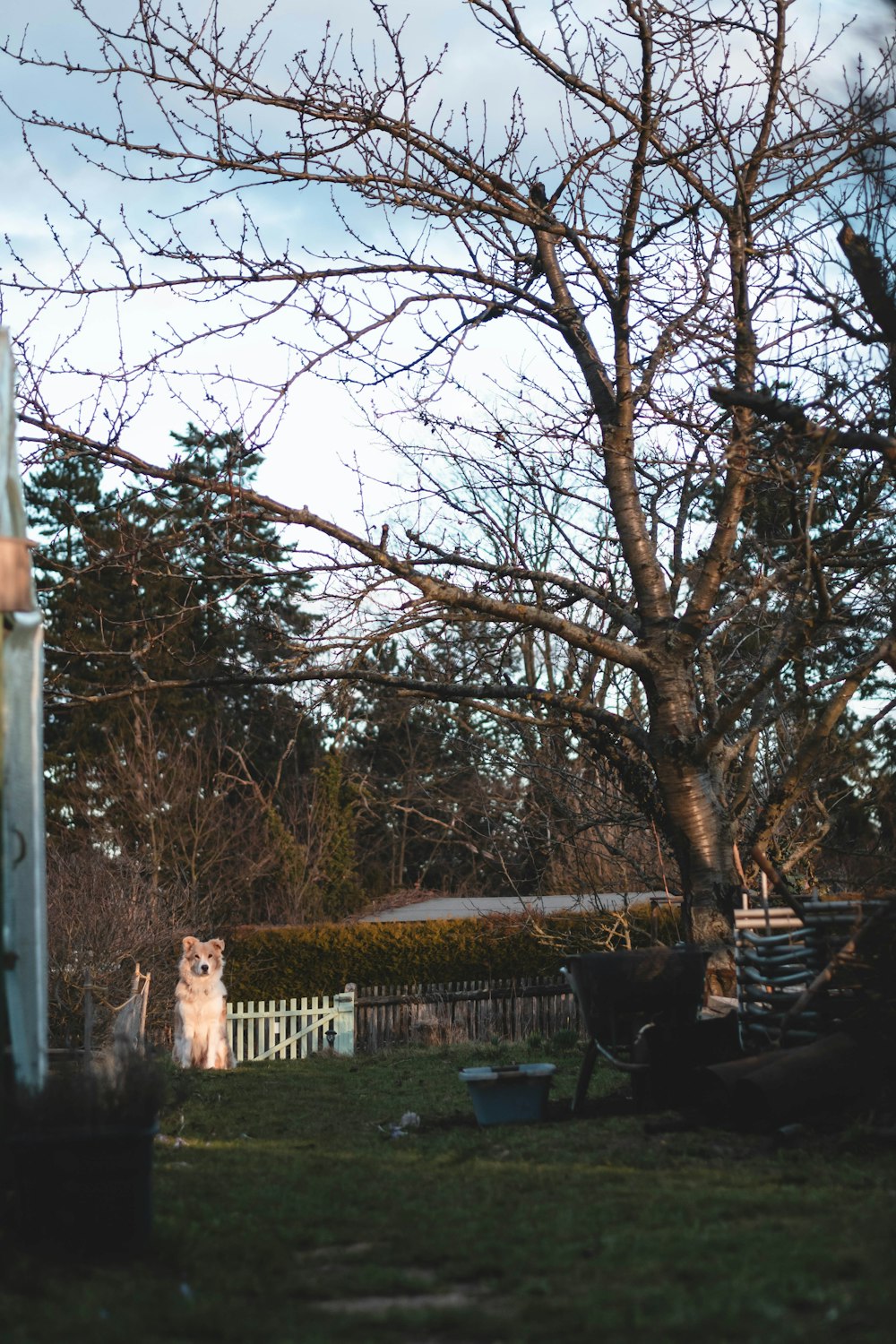 a dog sitting in a yard next to a tree