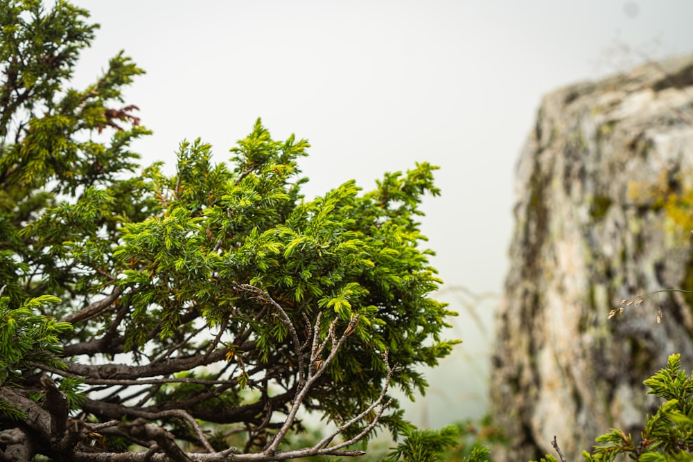 a close up of a tree near a cliff