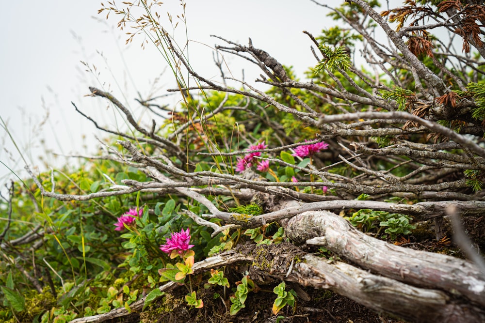 a bunch of branches that have flowers growing out of them